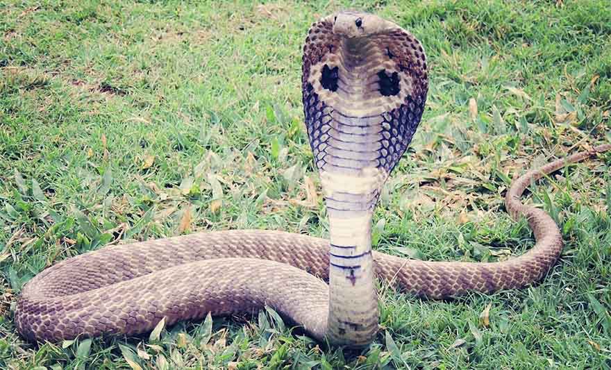 kobra zmija.jpg